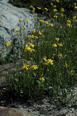 APII jpeg image of Goodenia pinnatifida  © contact APII