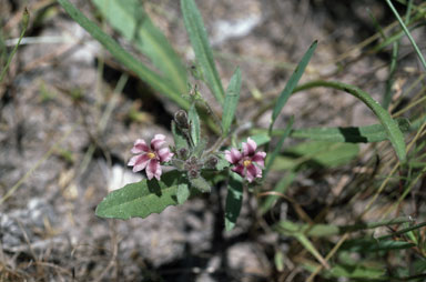 APII jpeg image of Goodenia purpurea  © contact APII