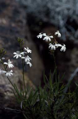 APII jpeg image of Goodenia scapigera  © contact APII