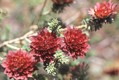 APII jpeg image of Darwinia purpurea  © contact APII