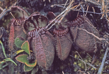 APII jpeg image of Cephalotus follicularis  © contact APII