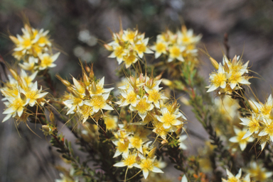 APII jpeg image of Calytrix asperula  © contact APII