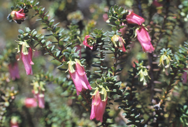 APII jpeg image of Darwinia hypericifolia  © contact APII