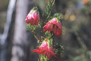 APII jpeg image of Darwinia meeboldii  © contact APII