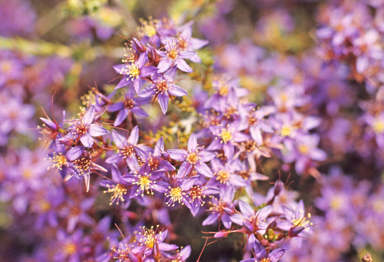 APII jpeg image of Calytrix  © contact APII