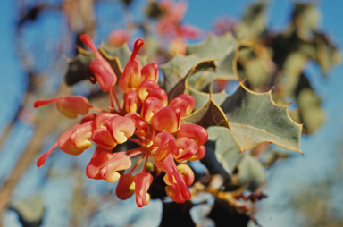 APII jpeg image of Grevillea insignis subsp. insignis  © contact APII