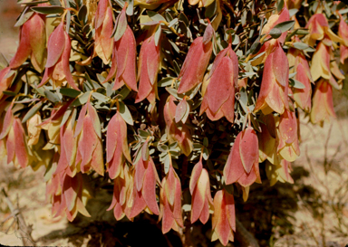 APII jpeg image of Pimelia physodes  © contact APII