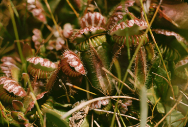 APII jpeg image of Cephalotus follicularis  © contact APII