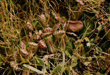 APII jpeg image of Cephalotus follicularis  © contact APII