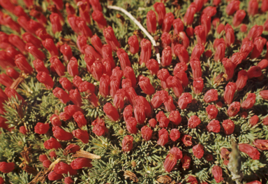 APII jpeg image of Lechenaultia tubiflora  © contact APII