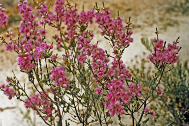 APII jpeg image of Verticordia lindleyi  © contact APII