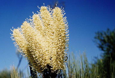 APII jpeg image of Grevillea candelabroides  © contact APII