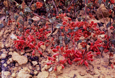 APII jpeg image of Grevillea pilosa subsp. pilosa  © contact APII