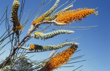 APII jpeg image of Grevillea excelsior  © contact APII