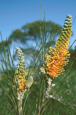 APII jpeg image of Grevillea eriostachya  © contact APII