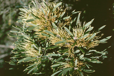 APII jpeg image of Hakea corymbosa  © contact APII