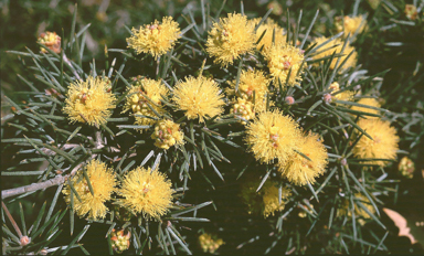 APII jpeg image of Melaleuca pungens  © contact APII