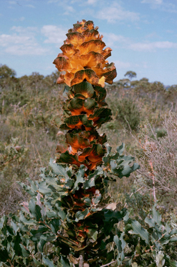 APII jpeg image of Hakea victoria  © contact APII