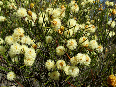 APII jpeg image of Melaleuca hamata  © contact APII