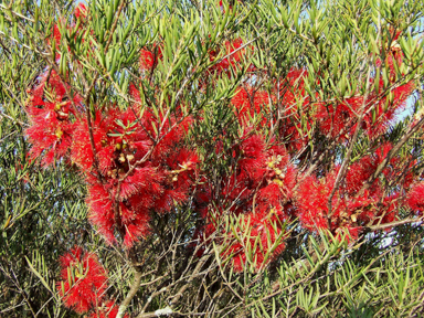 APII jpeg image of Melaleuca fulgens subsp. fulgens  © contact APII