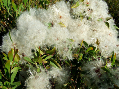 APII jpeg image of Clematis pubescens  © contact APII