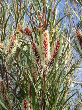 APII jpeg image of Hakea francisiana  © contact APII