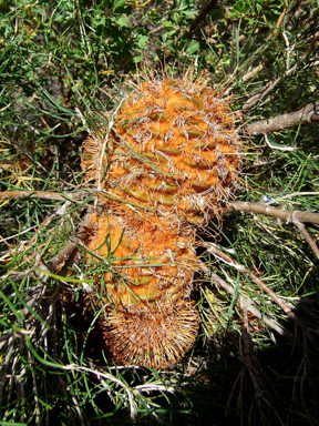 APII jpeg image of Banksia leptophylla var. melletica  © contact APII