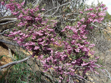 APII jpeg image of Lasiopetalum glutinosum  © contact APII