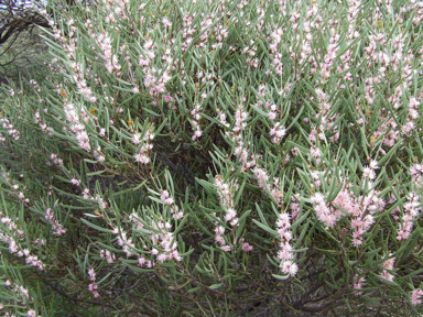 APII jpeg image of Hakea erecta  © contact APII