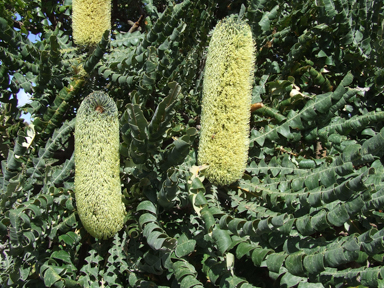 APII jpeg image of Banksia grandis  © contact APII