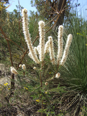 APII jpeg image of Hakea costata  © contact APII