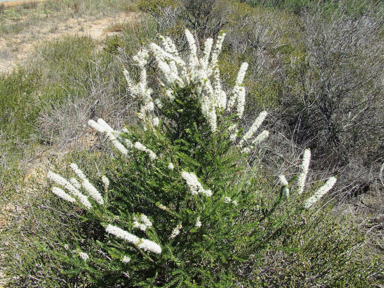 APII jpeg image of Hakea costata  © contact APII