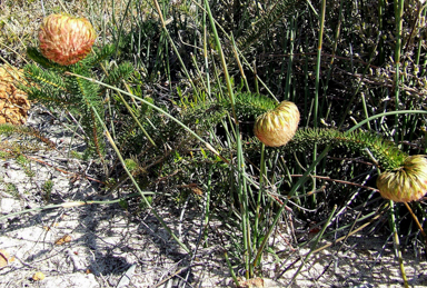 APII jpeg image of Darwinia neildiana  © contact APII