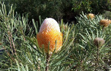 APII jpeg image of Banksia hookeriana  © contact APII