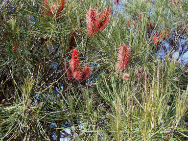 APII jpeg image of Hakea bucculenta  © contact APII