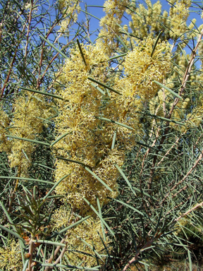 APII jpeg image of Hakea recurva subsp. recurva  © contact APII