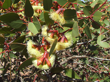 APII jpeg image of Eucalyptus grossa  © contact APII