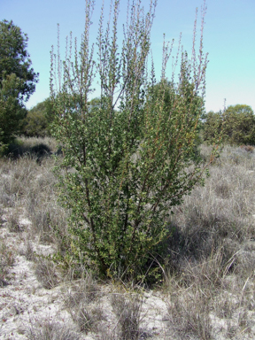 APII jpeg image of Banksia oligantha  © contact APII