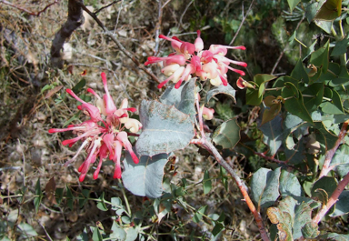 APII jpeg image of Grevillea insignis subsp. insignis  © contact APII