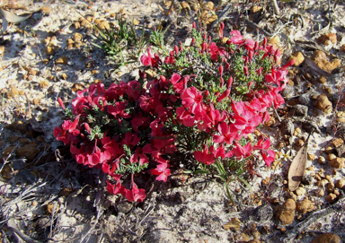 APII jpeg image of Lechenaultia formosa  © contact APII