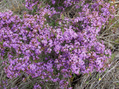 APII jpeg image of Calytrix  © contact APII