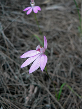 APII jpeg image of Caladenia carnea  © contact APII