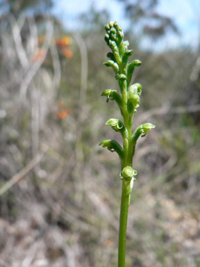 APII jpeg image of Microtis unifolia  © contact APII