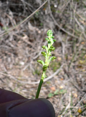 APII jpeg image of Microtis unifolia  © contact APII