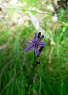 APII jpeg image of Caesia parviflora var. vittata  © contact APII