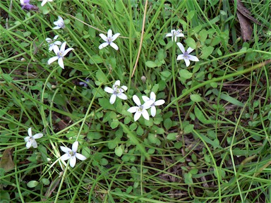 APII jpeg image of Isotoma fluviatilis subsp. australis  © contact APII