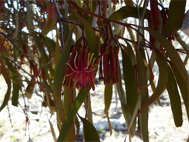 APII jpeg image of Amyema pendula subsp. pendula  © contact APII