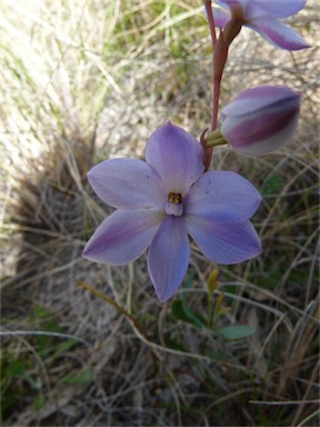 APII jpeg image of Thelymitra ixioides  © contact APII