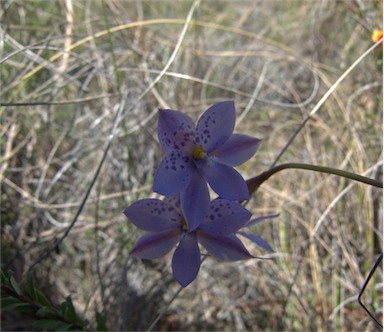 APII jpeg image of Thelymitra juncifolia  © contact APII