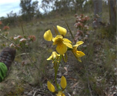 APII jpeg image of Diuris aurea  © contact APII